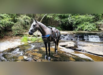 Tennessee Walking Horse, Valack, 5 år, 142 cm, Grå