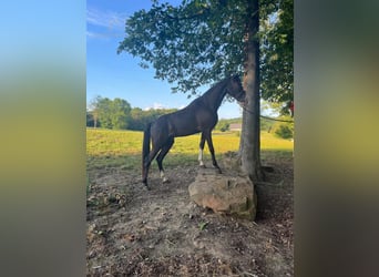 Tennessee Walking Horse, Valack, 5 år, 152 cm, Svart