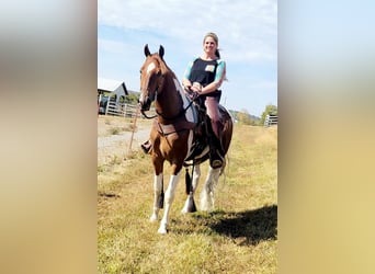 Tennessee Walking Horse, Valack, 5 år, 157 cm, Tobiano-skäck-alla-färger