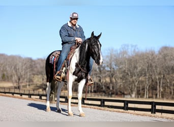 Tennessee Walking Horse, Valack, 5 år, Tobiano-skäck-alla-färger
