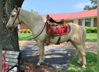 Tennessee Walking Horse, Valack, 6 år, 152 cm, Palomino