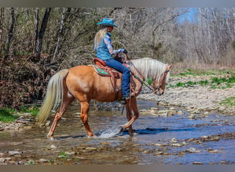 Tennessee Walking Horse, Valack, 7 år, 152 cm, Palomino