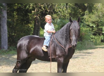 Tennessee Walking Horse, Valack, 8 år, 142 cm, Svart