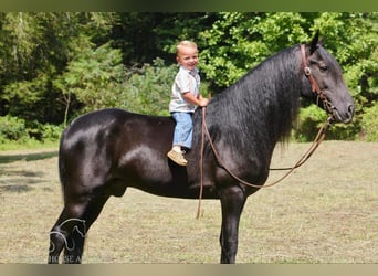 Tennessee Walking Horse, Valack, 8 år, 142 cm, Svart