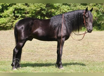 Tennessee Walking Horse, Valack, 8 år, 142 cm, Svart