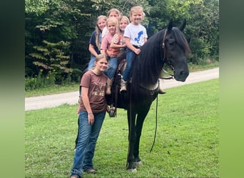 Tennessee Walking Horse, Valack, 8 år, 142 cm, Svart