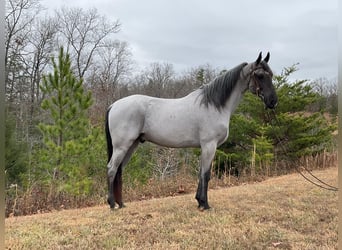 Tennessee Walking Horse, Valack, 8 år, 147 cm, Konstantskimmel