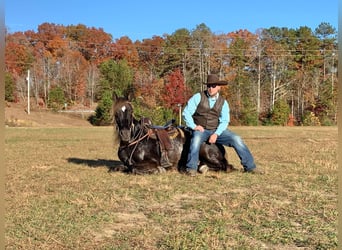 Tennessee Walking Horse, Valack, 8 år, 155 cm, Brun