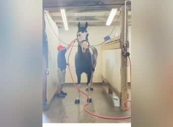 Tennessee Walking Horse, Valack, 8 år, 173 cm, Tobiano-skäck-alla-färger