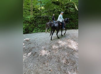 Tennessee Walking Horse, Valack, 9 år, 152 cm, Svart