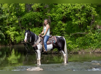 Tennessee Walking Horse, Valack, 9 år, 155 cm, Tobiano-skäck-alla-färger