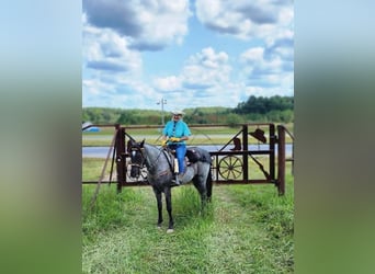 Tennessee Walking Horse, Wallach, 10 Jahre, 142 cm, Roan-Blue