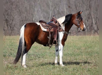 Tennessee Walking Horse, Wallach, 10 Jahre, 147 cm, Tobiano-alle-Farben