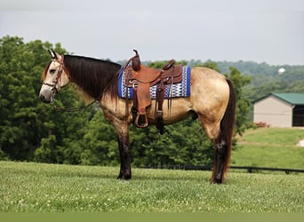 Tennessee Walking Horse, Wallach, 10 Jahre, 150 cm, Buckskin