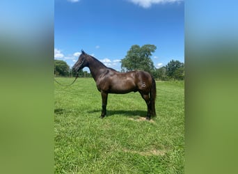 Tennessee Walking Horse, Wallach, 10 Jahre, 150 cm, Rappe