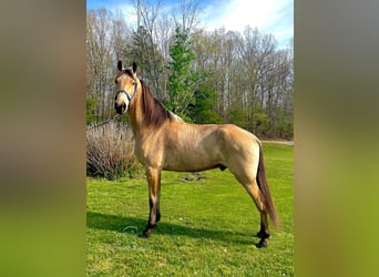 Tennessee Walking Horse, Wallach, 10 Jahre, 152 cm, Buckskin