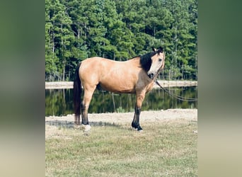 Tennessee Walking Horse, Wallach, 10 Jahre, 152 cm, Buckskin