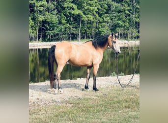 Tennessee Walking Horse, Wallach, 10 Jahre, 152 cm, Buckskin