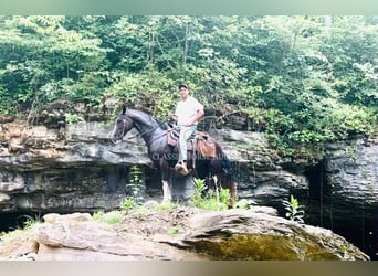Tennessee Walking Horse, Wallach, 10 Jahre, 152 cm, Rappe