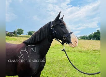 Tennessee Walking Horse, Wallach, 10 Jahre, 152 cm, Rappe