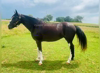Tennessee Walking Horse, Wallach, 10 Jahre, 152 cm, Rappe