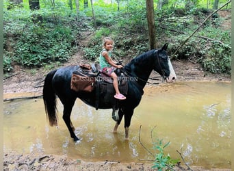 Tennessee Walking Horse, Wallach, 10 Jahre, 152 cm, Rappe