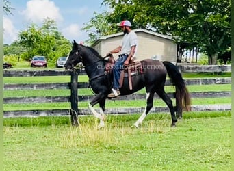 Tennessee Walking Horse, Wallach, 10 Jahre, 152 cm, Rappe