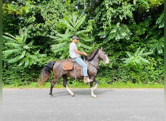 Tennessee Walking Horse, Wallach, 10 Jahre, 152 cm, Rappe