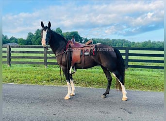Tennessee Walking Horse, Wallach, 10 Jahre, 152 cm, Rappe