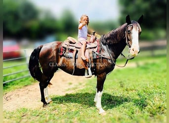 Tennessee Walking Horse, Wallach, 10 Jahre, 152 cm, Rappe