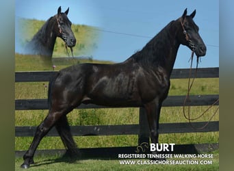 Tennessee Walking Horse, Wallach, 10 Jahre, 152 cm, Rappe