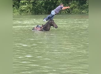 Tennessee Walking Horse, Wallach, 10 Jahre, 152 cm, Rappe