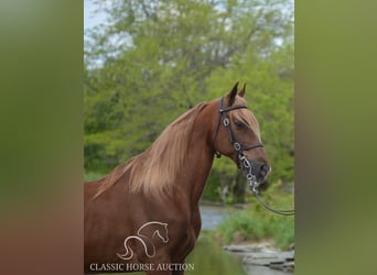 Tennessee Walking Horse, Wallach, 10 Jahre, 152 cm, Rotfuchs