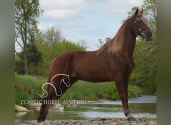 Tennessee Walking Horse, Wallach, 10 Jahre, 152 cm, Rotfuchs