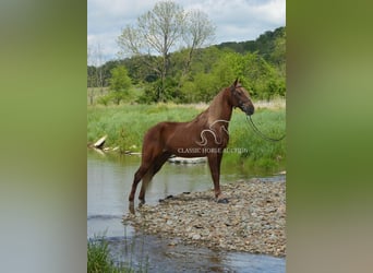 Tennessee Walking Horse, Wallach, 10 Jahre, 152 cm, Rotfuchs