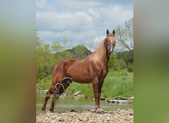 Tennessee Walking Horse, Wallach, 10 Jahre, 152 cm, Rotfuchs