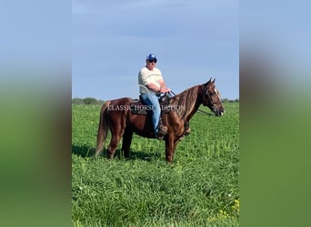 Tennessee Walking Horse, Wallach, 10 Jahre, 152 cm, Rotfuchs