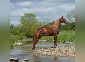 Tennessee Walking Horse, Wallach, 10 Jahre, 152 cm, Rotfuchs