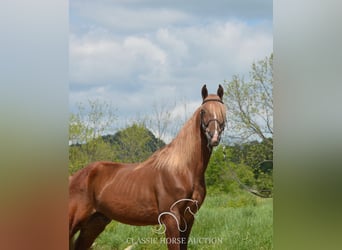 Tennessee Walking Horse, Wallach, 10 Jahre, 152 cm, Rotfuchs