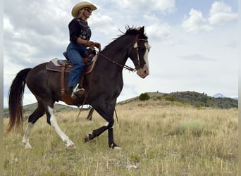 Tennessee Walking Horse, Wallach, 10 Jahre, 152 cm, Sabino