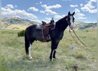 Tennessee Walking Horse, Wallach, 10 Jahre, 152 cm, Sabino