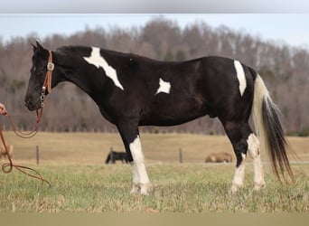 Tennessee Walking Horse, Wallach, 10 Jahre, 152 cm, Tobiano-alle-Farben