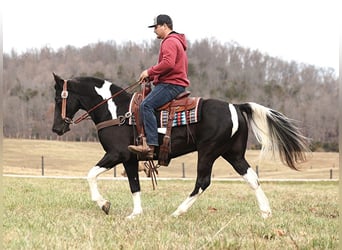 Tennessee Walking Horse, Wallach, 10 Jahre, 152 cm, Tobiano-alle-Farben