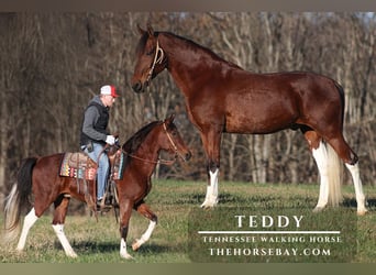 Tennessee Walking Horse, Wallach, 10 Jahre, 152 cm, Tobiano-alle-Farben