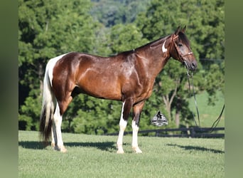 Tennessee Walking Horse, Wallach, 10 Jahre, 152 cm, Tobiano-alle-Farben