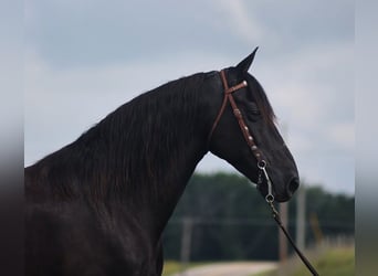 Tennessee Walking Horse, Wallach, 10 Jahre, 155 cm, Rappe