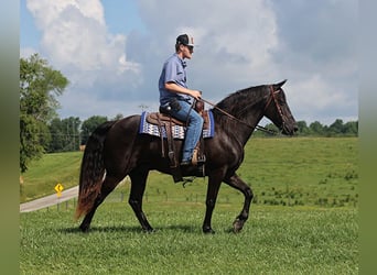 Tennessee Walking Horse, Wallach, 10 Jahre, 155 cm, Rappe