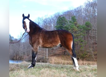 Tennessee Walking Horse, Wallach, 10 Jahre, 155 cm, Roan-Bay