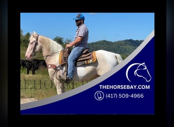 Tennessee Walking Horse, Wallach, 10 Jahre, 157 cm, Perlino