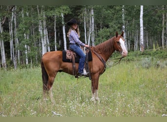Tennessee Walking Horse, Wallach, 10 Jahre, 163 cm, Dunkelfuchs